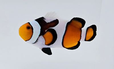 Clownfish MochaVinci Smudgy