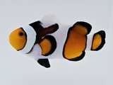 Clownfish MochaVinci Smudgy