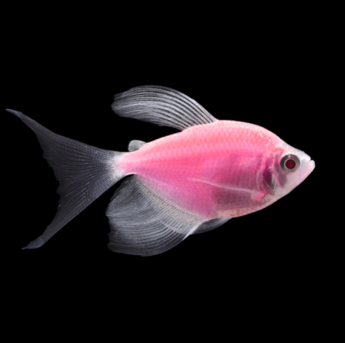 Moonrise Pink Longfin GloFish Tetra