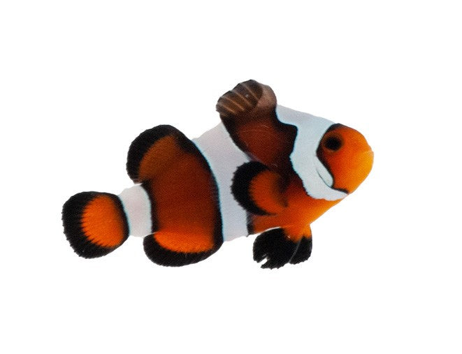 Clownfish MochaVinci Semi