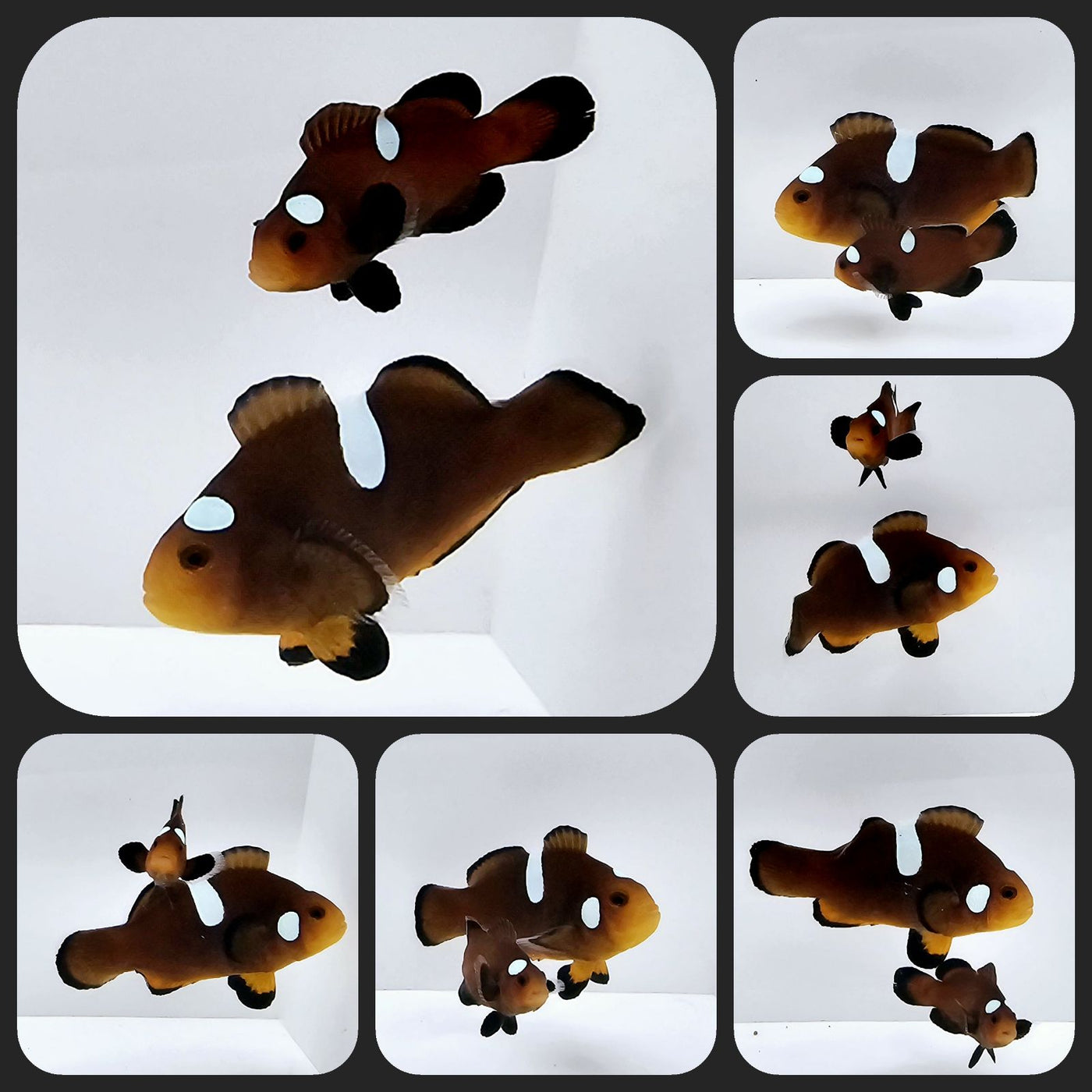 Clownfish Bonded Pair Nearly Naked Chocolate
