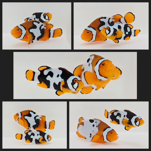 Clownfish Bonded Pair Nebula Picasso/Onyx (Wide-Gill)(Southeast Asian Aquacultured)