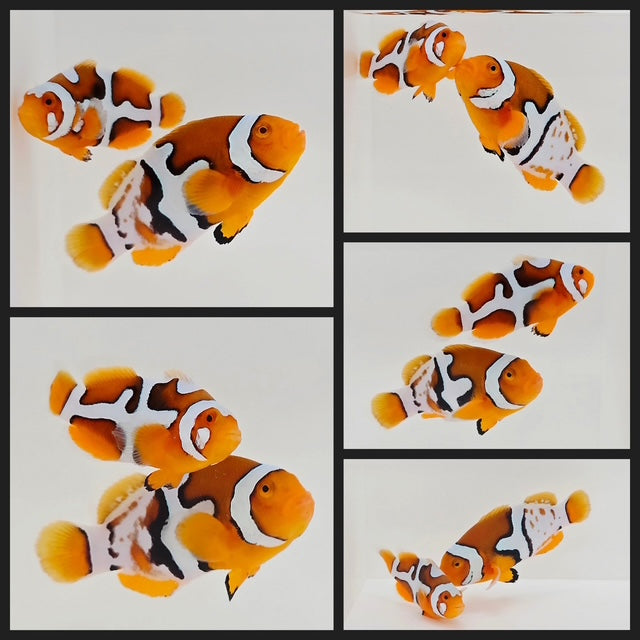 Clownfish Bonded Pair Nebula Picaso (Southeast Asian Aquacultured)