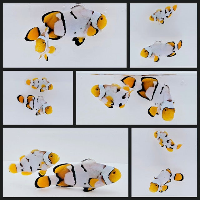 Clownfish Bonded Pair Nebula Picasso