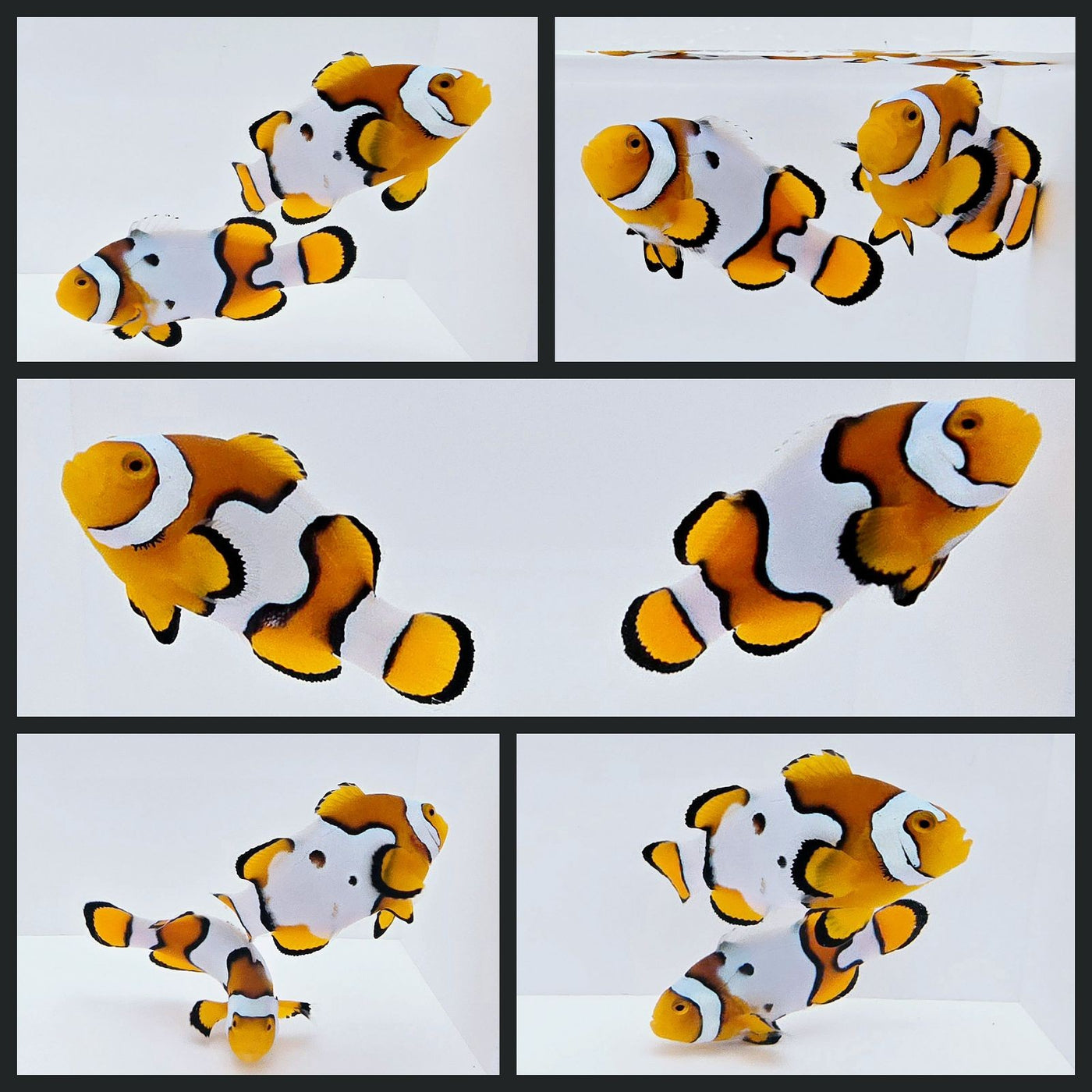 Clownfish Bonded Pair Nebula Picasso