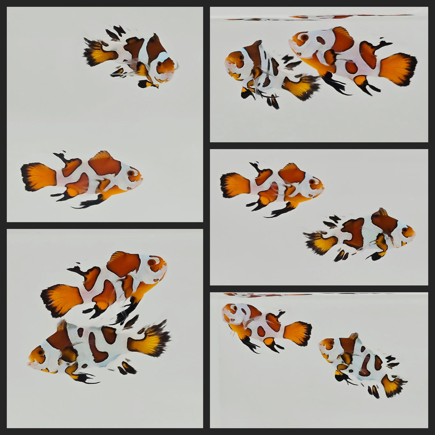 Clownfish Bonded Pair Orange Storm/Mocha Storm Roundtail Longfin