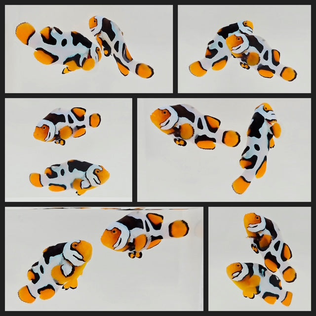 Clownfish Bonded Pair Onyx Picasso
