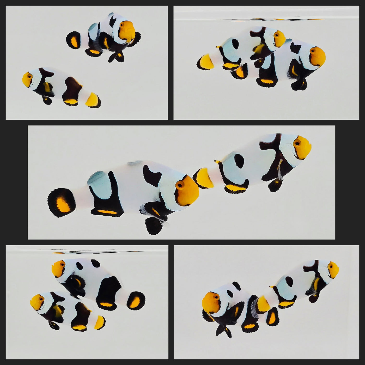 Clownfish Bonded Pair Onyx Picasso
