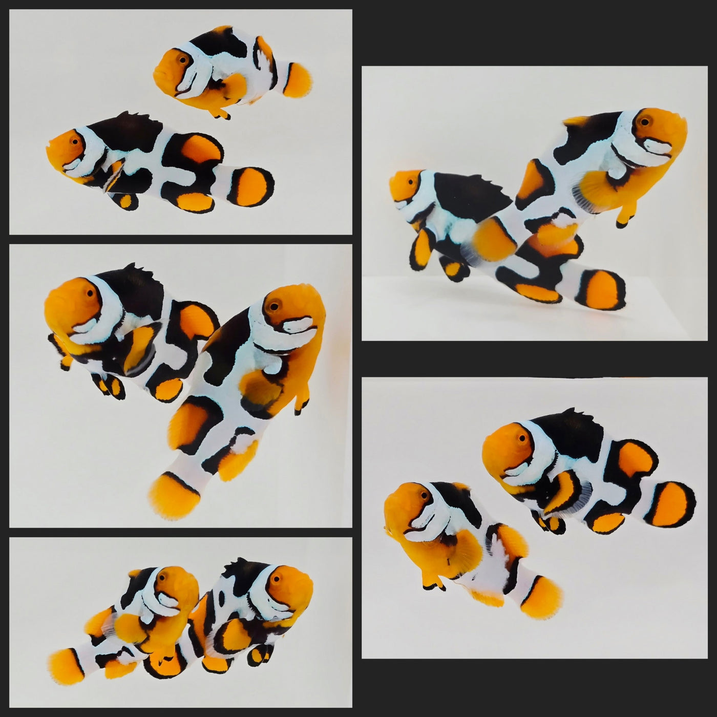 Clownfish Bonded Pair Onyx Picasso (Southeast Asian Aquacultured)
