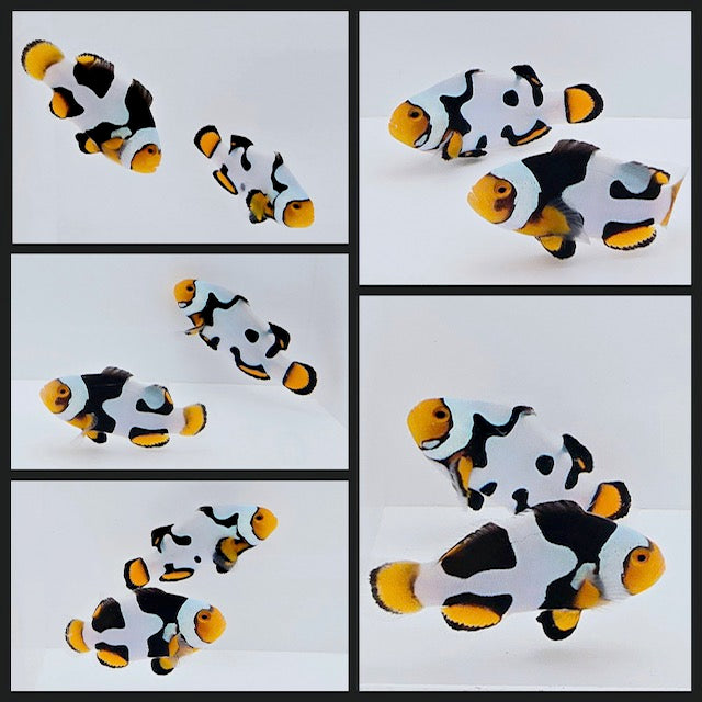 Clownfish Bonded Pair Onyx Picasso