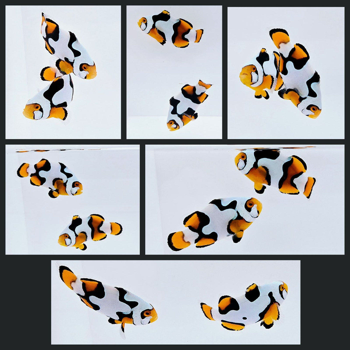Clownfish Bonded Pair Onyx Picasso