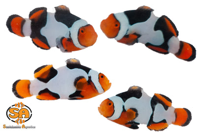Clownfish Onyx Picasso Semi C-Quest Line