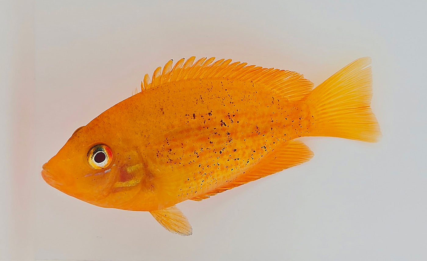 Orange Chromide Cichlid