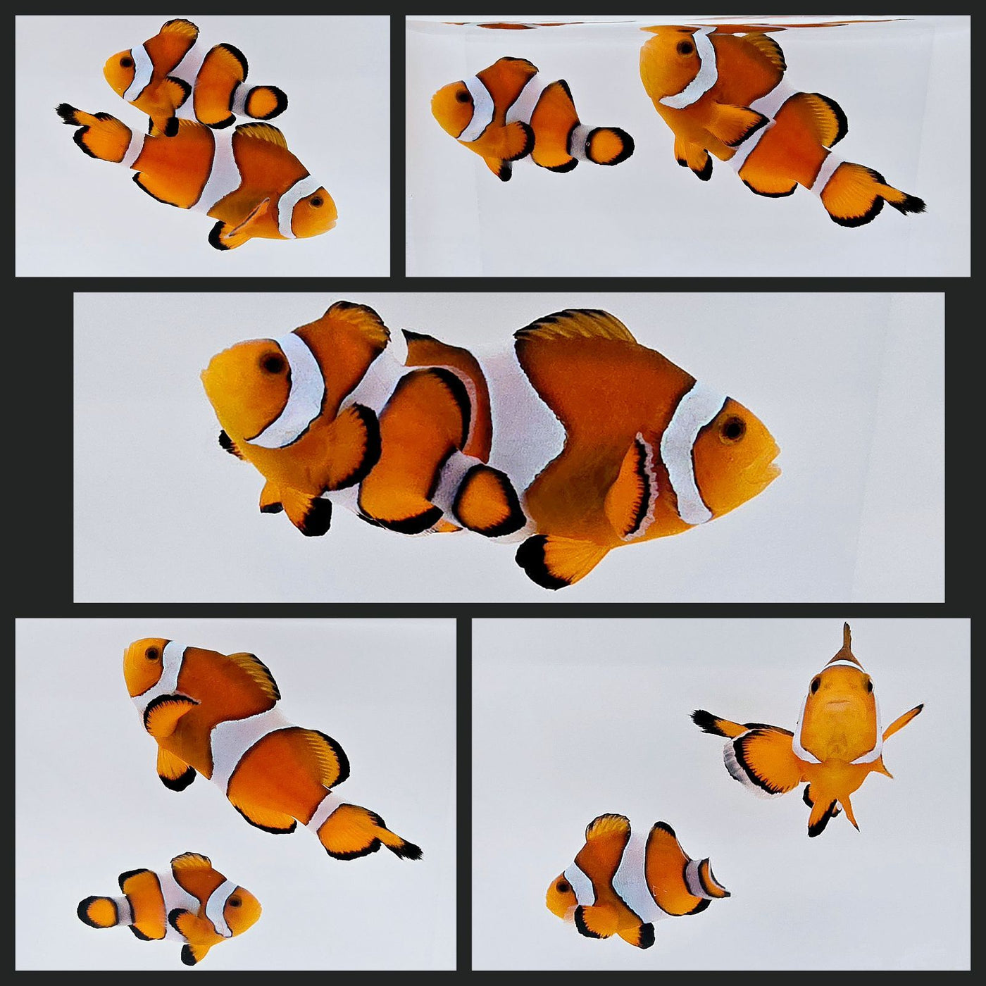 Clownfish Bonded Pair Orange Flametail/Stubby