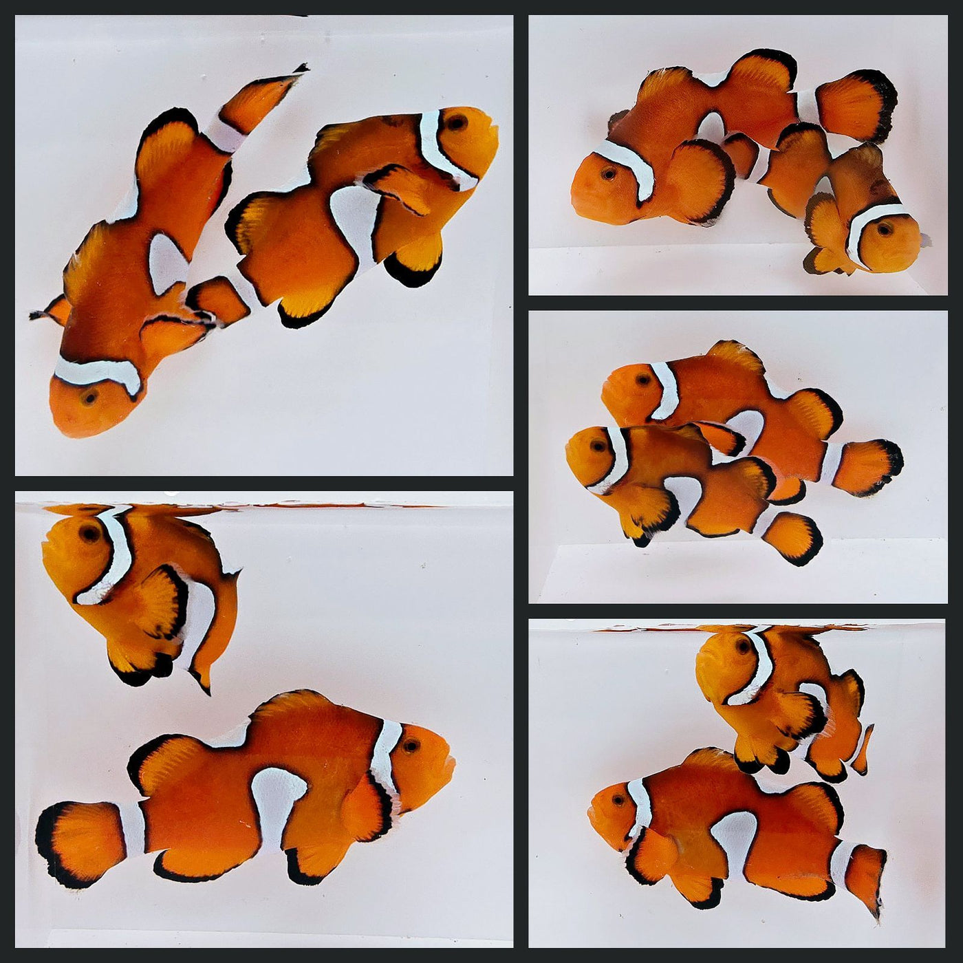 Clownfish Bonded Pair Orange Misbar