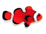 Clownfish Orange Misbar