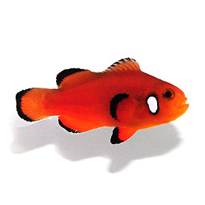 Clownfish Orange Nearly Naked