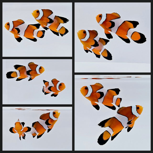 Clownfish Bonded Pair Orange Roundtail Longfin