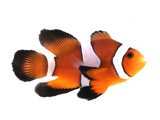Clownfish Orange Roundtail Longfin