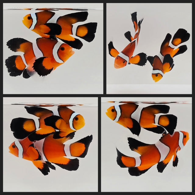 Clownfish Bonded Pair Orange Roundtail Longfin