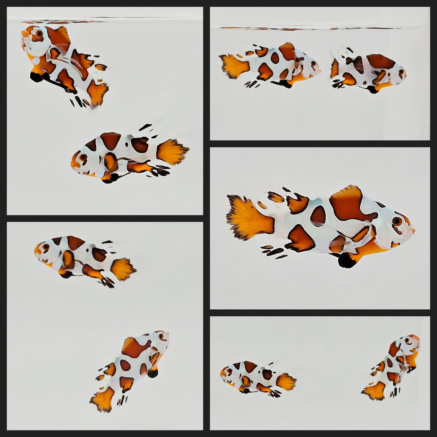 Clownfish Bonded Pair Orange Storm Longfin