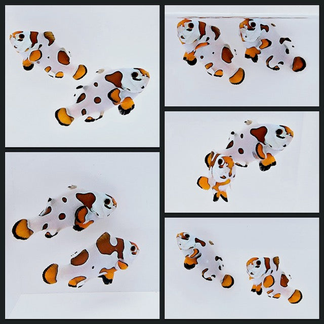 Clownfish Bonded Pair Orange Storm