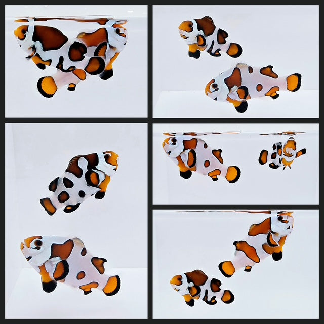 Clownfish Bonded Pair Orange Storm