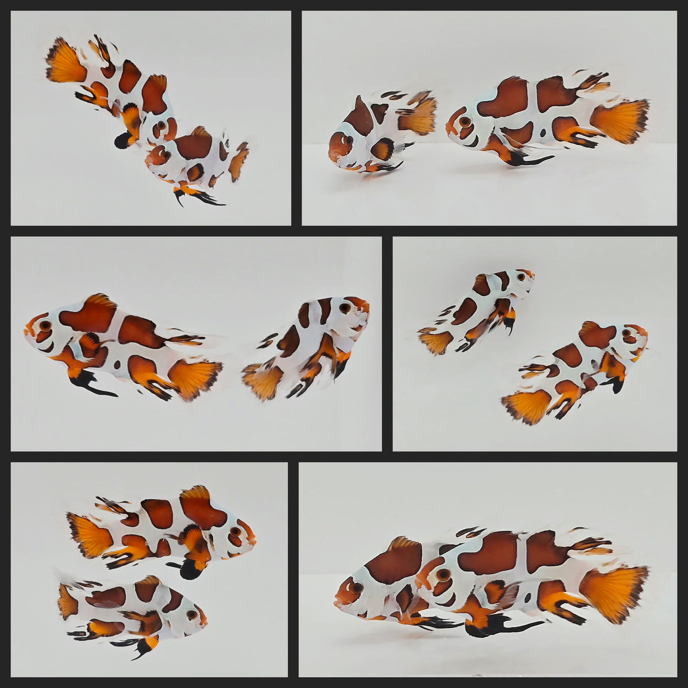 Clownfish Bonded Pair Orange Storm Longfin