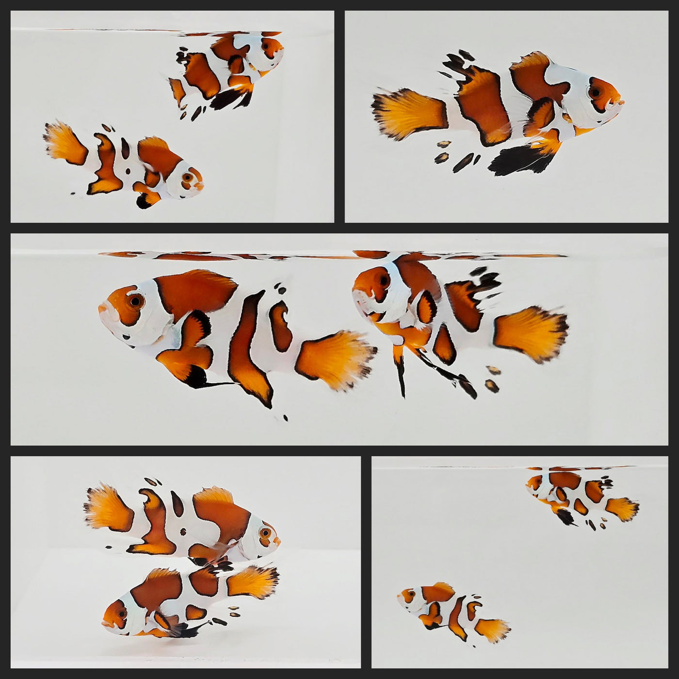 Clownfish Bonded Pair Orange Storm Longfin