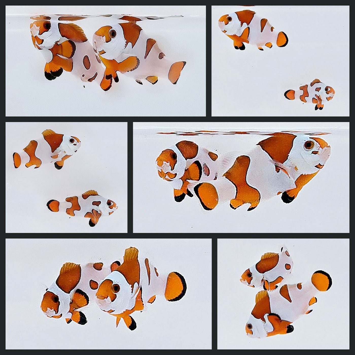 Clownfish Bonded Pair Orange Storm