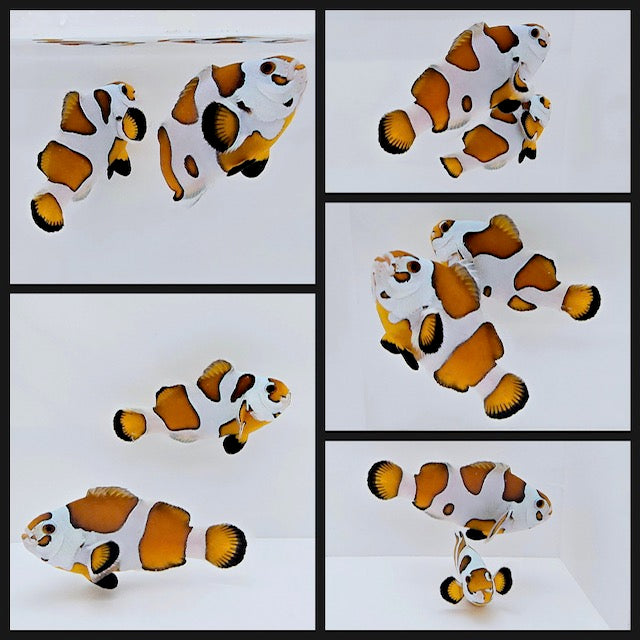 Clownfish Bonded Pair Orange Storm