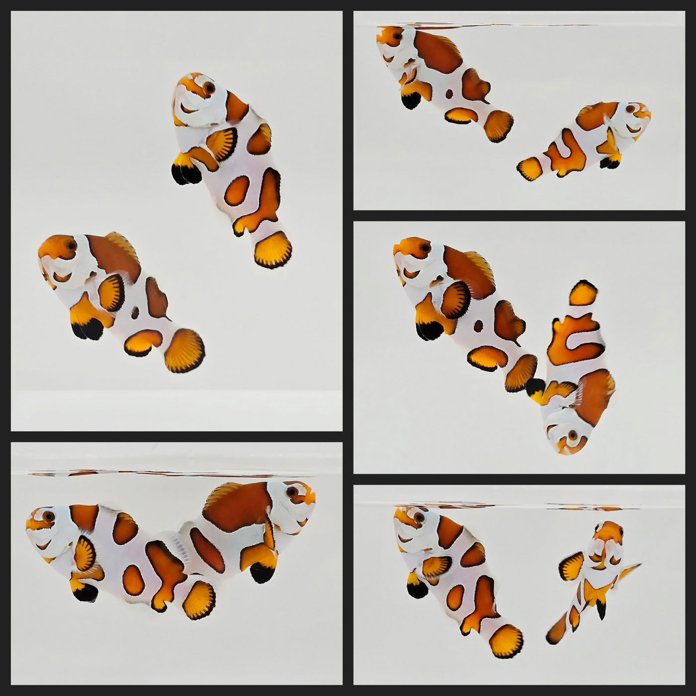 Clownfish Bonded Pair Orange Storm