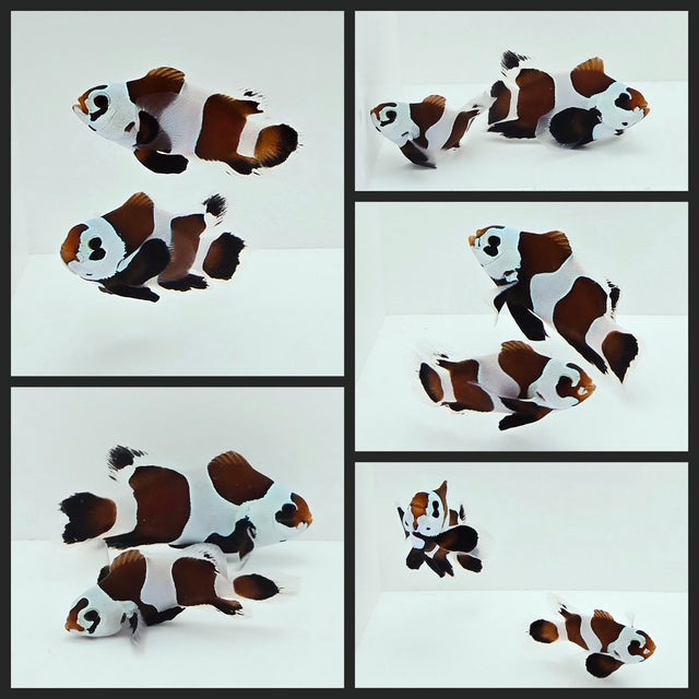 Clownfish Bonded Pair Orange Storm Semi
