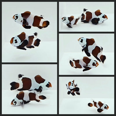 Clownfish Bonded Pair Orange Storm Semi