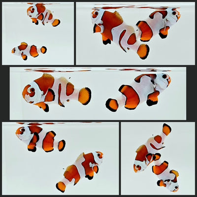 Clownfish Bonded Pair Orange Storm Semi