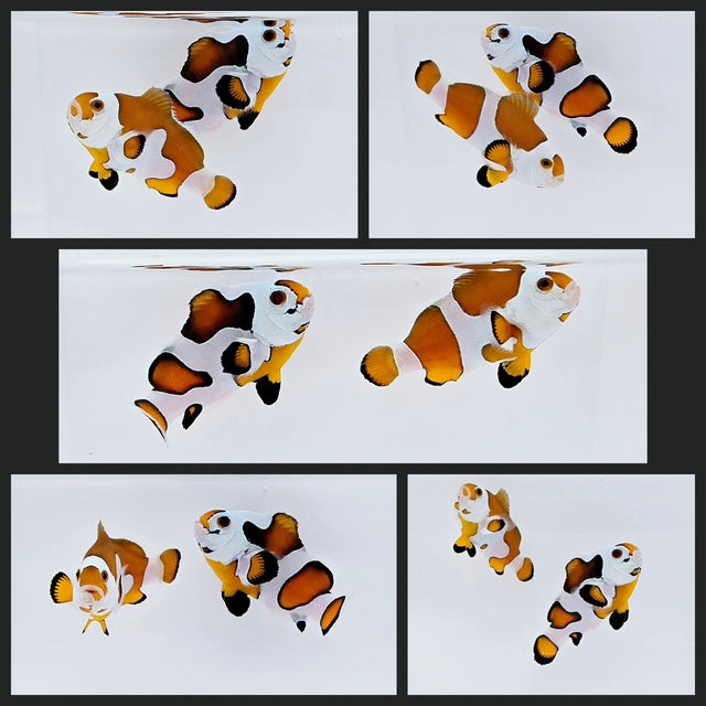 Clownfish Bonded Pair Orange Storm Semi