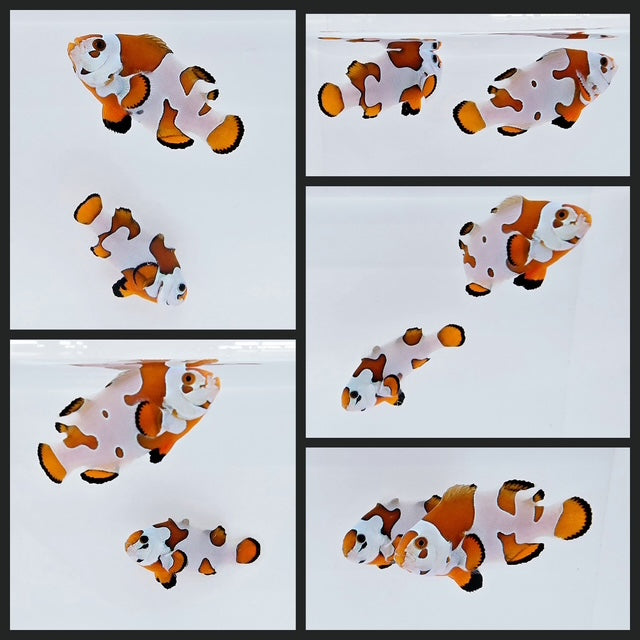 Clownfish Bonded Pair Orange Storm