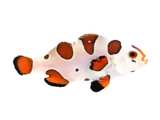 Clownfish Orange Storm