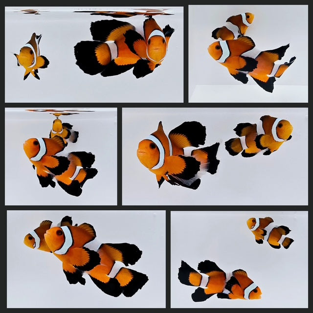 Clownfish Bonded Pair Orange/Sunset Mocha Roundtail Longfin