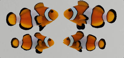 Clownfish Bonded Pair Orange (Wild Caught)
