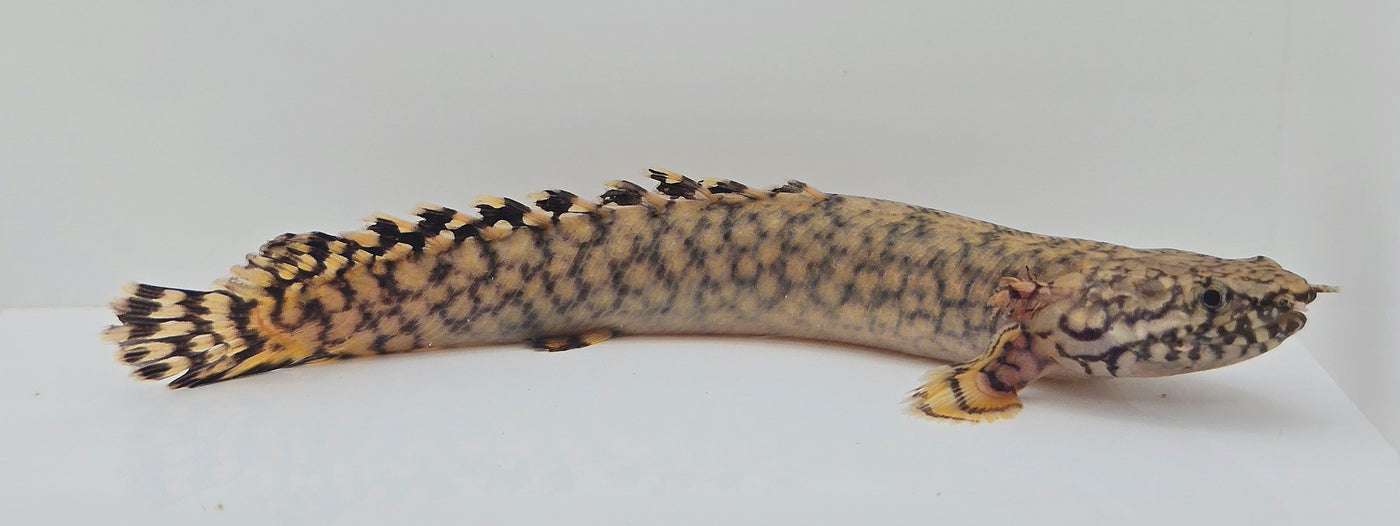 Ornate Bichir