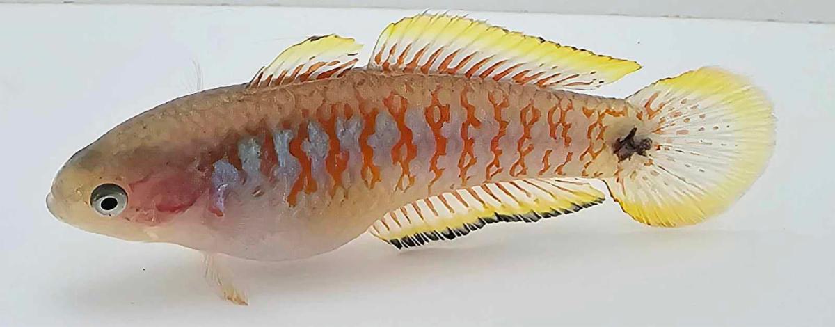 Peacock Gudgeon