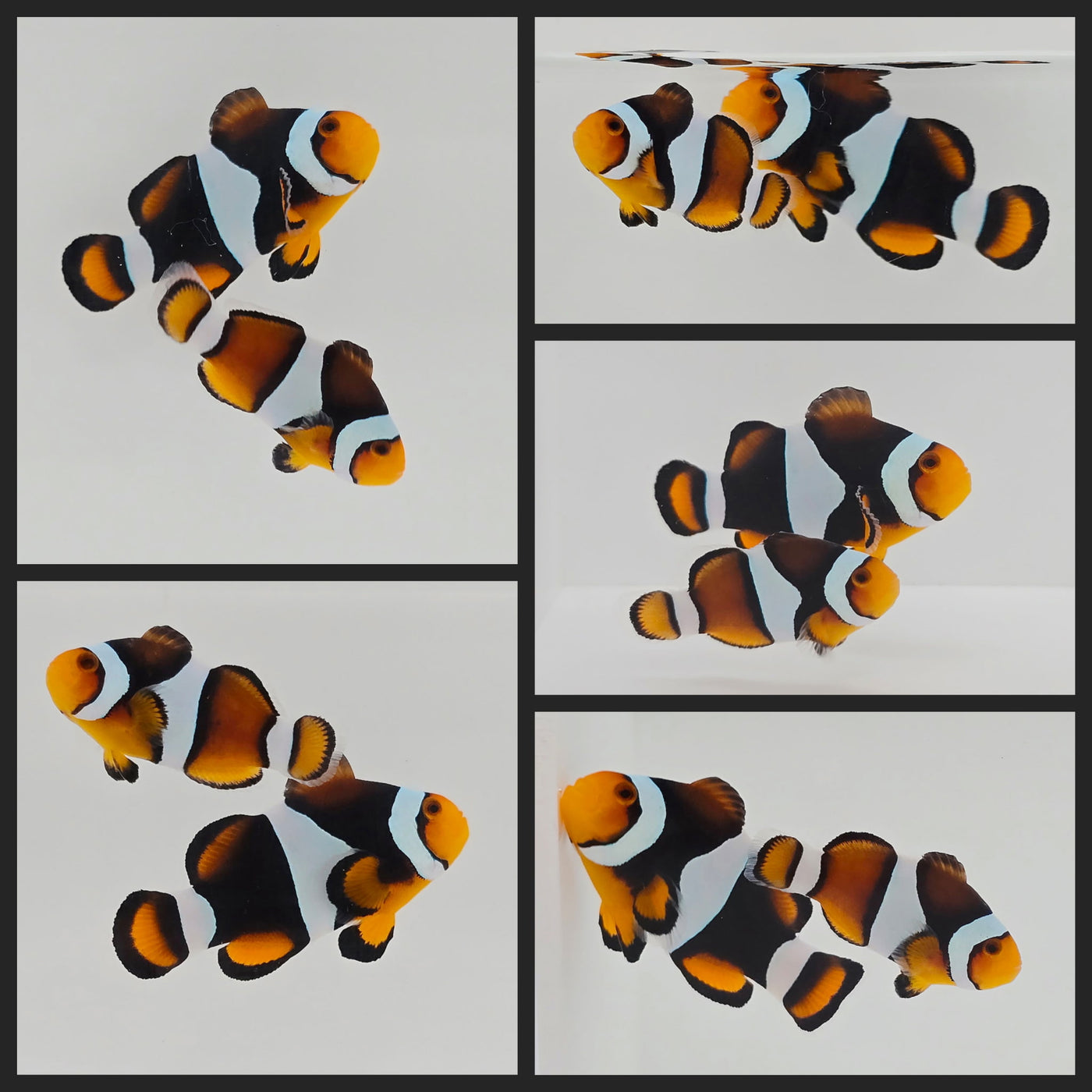 Clownfish Bonded Pair Percularis Full-Bar