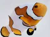 Clownfish Percularis Picasso