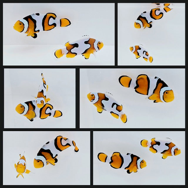 Clownfish Bonded Pair Picasso Semi