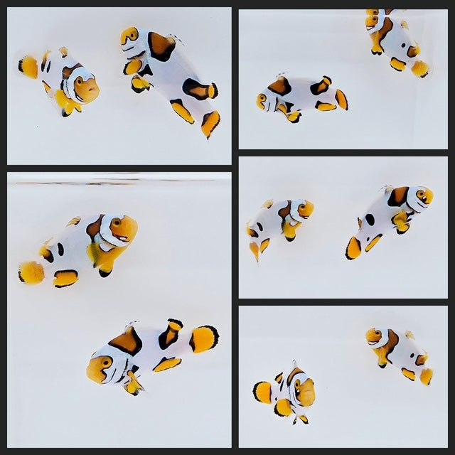 Clownfish Bonded Pair Picasso
