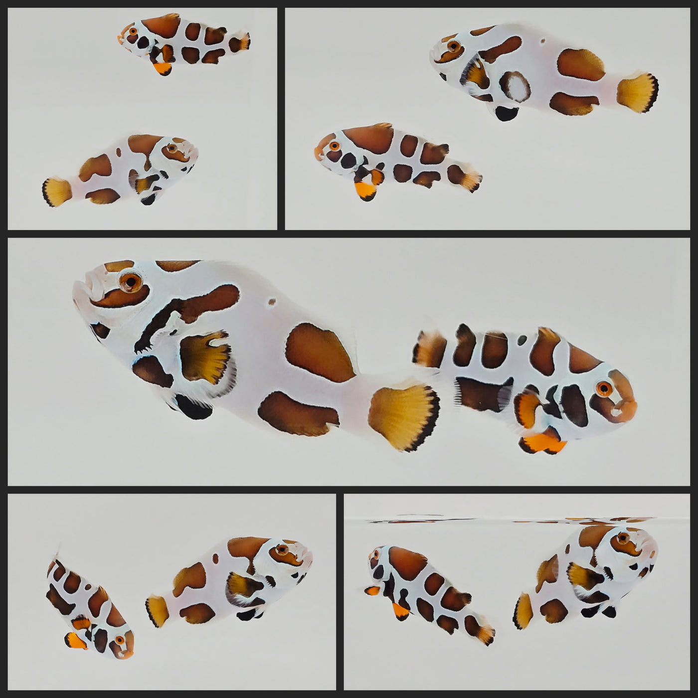 Clownfish Bonded Pair Picasso Storm