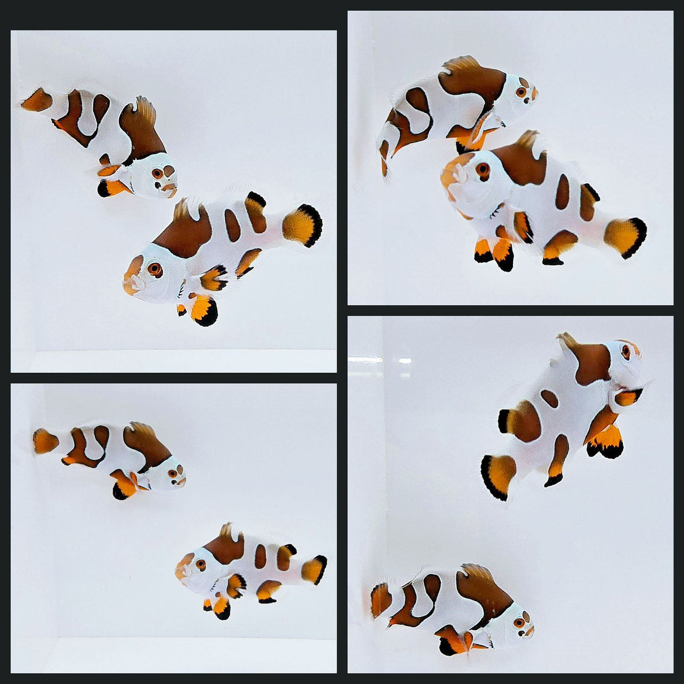 Clownfish Bonded Pair Picasso Storm