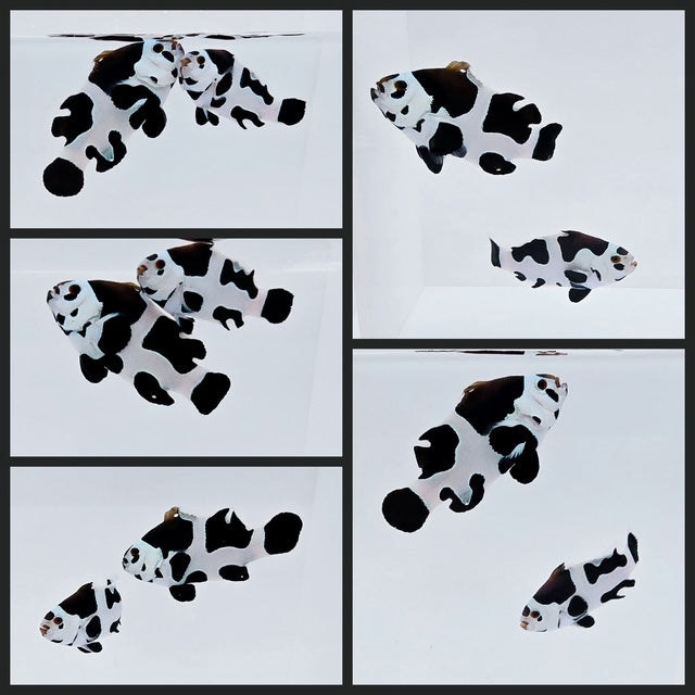 Clownfish Bonded Pair Picasso Storm