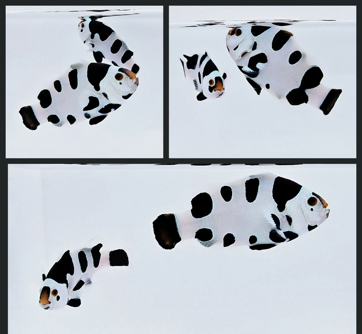 Clownfish Bonded Pair Picasso Storm